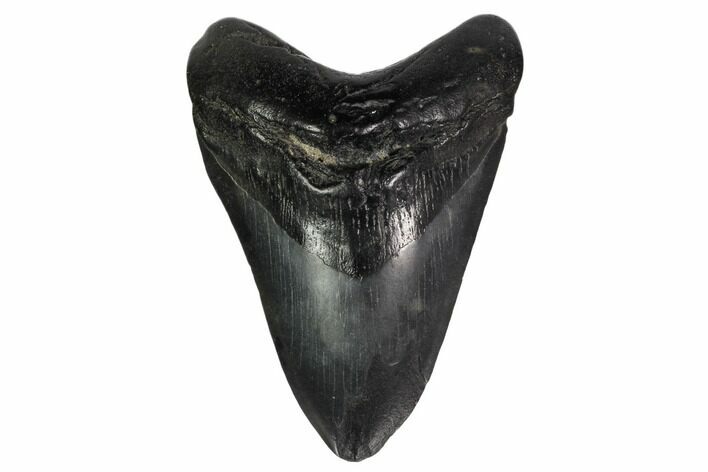 Fossil Megalodon Tooth - South Carolina #159446